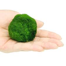 Imagini pentru Cladophora aegagropila