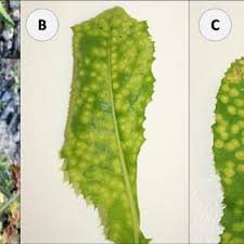 Attēlu rezultāti vaicājumam “Cystiphora sanguinea”