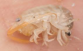 Attēlu rezultāti vaicājumam “Talitrus saltator”