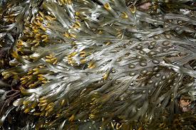 Attēlu rezultāti vaicājumam “Fucus vesiculosus”