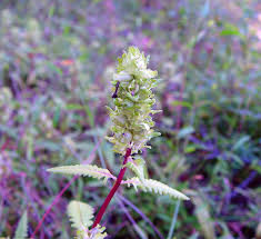 Attēlu rezultāti vaicājumam “Pedicularis palustris subsp. opsiantha”