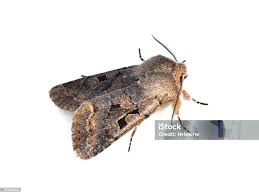 Attēlu rezultāti vaicājumam “Orthosia gothica”