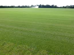 Attēlu rezultāti vaicājumam “Calamagrostis canescens fruit”