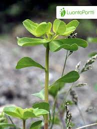 Attēlu rezultāti vaicājumam “Euphorbia helioscopia leaf”