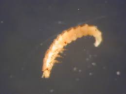 Attēlu rezultāti vaicājumam “Lampyridae”