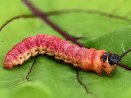 Attēlu rezultāti vaicājumam “Cossus cossus imago”