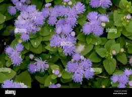 Image result for Leberbalsam