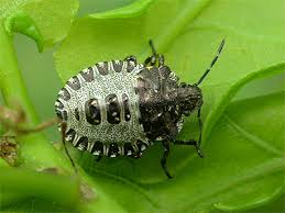 Attēlu rezultāti vaicājumam “Pentatoma rufipes”