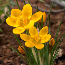 Attēlu rezultāti vaicājumam “Crocus”