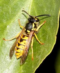 Attēlu rezultāti vaicājumam “Vespula germanica male”