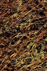 Attēlu rezultāti vaicājumam “Bryoerythrophyllum recurvirostrum sporophyte”