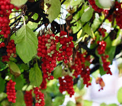 Attēlu rezultāti vaicājumam “Schisandra chinensis”