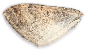 Attēlu rezultāti vaicājumam “Catarhoe cuculata”