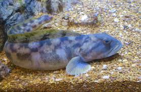 Image result for Zoarces americanus