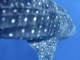 Image result for Rhincodon typus