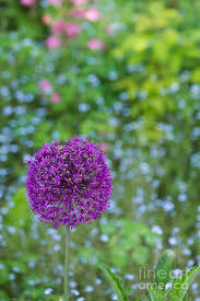 Attēlu rezultāti vaicājumam “Allium holandicum”