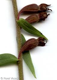 Attēlu rezultāti vaicājumam “Epipactis atrorubens bud”