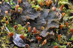 Attēlu rezultāti vaicājumam “Peltigera praetextata”