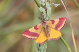 Attēlu rezultāti vaicājumam “Lythria cruentaria”