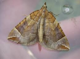 Attēlu rezultāti vaicājumam “Eulithis testata”