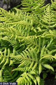 Attēlu rezultāti vaicājumam “Phegopteris connectilis”