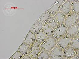 Attēlu rezultāti vaicājumam “Lophocolea bidentata”