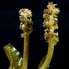 Attēlu rezultāti vaicājumam “Potamogeton perfoliatus flower”