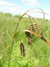 Attēlu rezultāti vaicājumam “Carex paupercula”