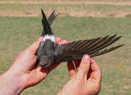 Image result for Apus pacificus