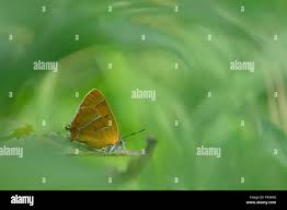 Attēlu rezultāti vaicājumam “Thecla betulae underside”