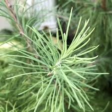 Attēlu rezultāti vaicājumam “Larix”