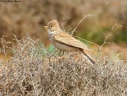 Image result for Calandrella rufescens