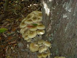 Attēlu rezultāti vaicājumam “Armillaria mellea”