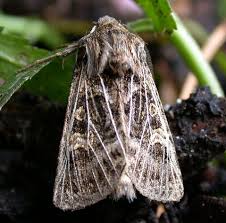 Attēlu rezultāti vaicājumam “Tholera decimalis male”