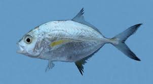 Image result for Caranx melampygus