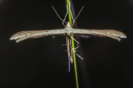 Attēlu rezultāti vaicājumam “Stenoptilia pterodactyla”