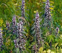 Attēlu rezultāti vaicājumam “Leonurus quinquelobatus”