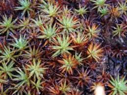 Attēlu rezultāti vaicājumam “Polytrichum juniperinum”