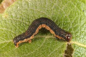 Attēlu rezultāti vaicājumam “Hydria undulata”