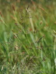 Attēlu rezultāti vaicājumam “Puccinellia distans”