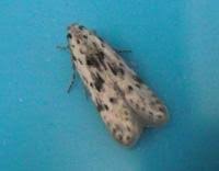 Attēlu rezultāti vaicājumam “Carpatolechia proximella”