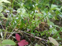 Attēlu rezultāti vaicājumam “Polygala amarella”