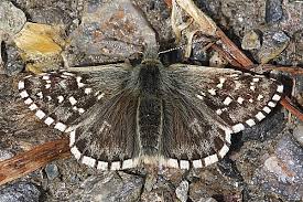 Attēlu rezultāti vaicājumam “Pyrgus serratulae upperside”