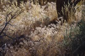 Attēlu rezultāti vaicājumam “Anisantha tectorum fruit”