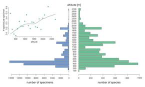 Attēlu rezultāti vaicājumam “Diphyus latebricola”