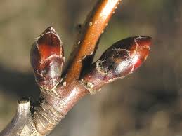 Attēlu rezultāti vaicājumam “Sorbus aucuparia bud”