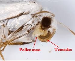 Attēlu rezultāti vaicājumam “Trichius fasciatus imago”