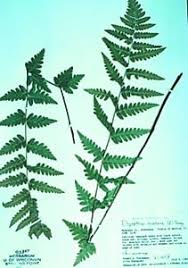 Attēlu rezultāti vaicājumam “Dryopteris cristata”