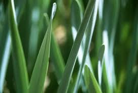 Attēlu rezultāti vaicājumam “Gramineae”