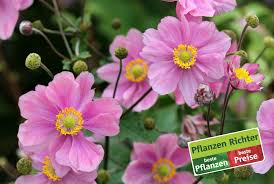 Image result for Anemonenarten